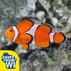 Captive-Bred Ocellaris Clownfish